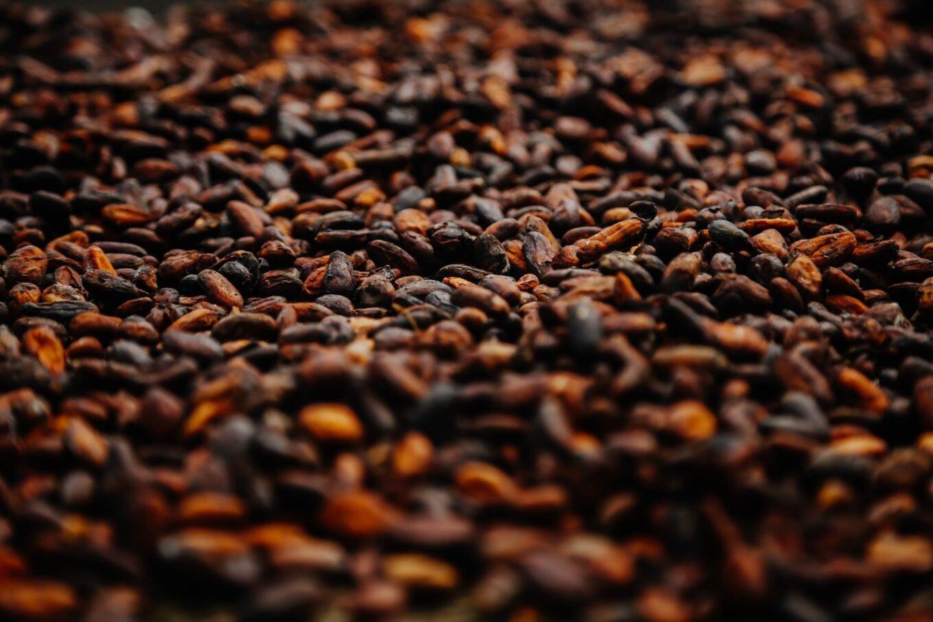 Cacao-beans