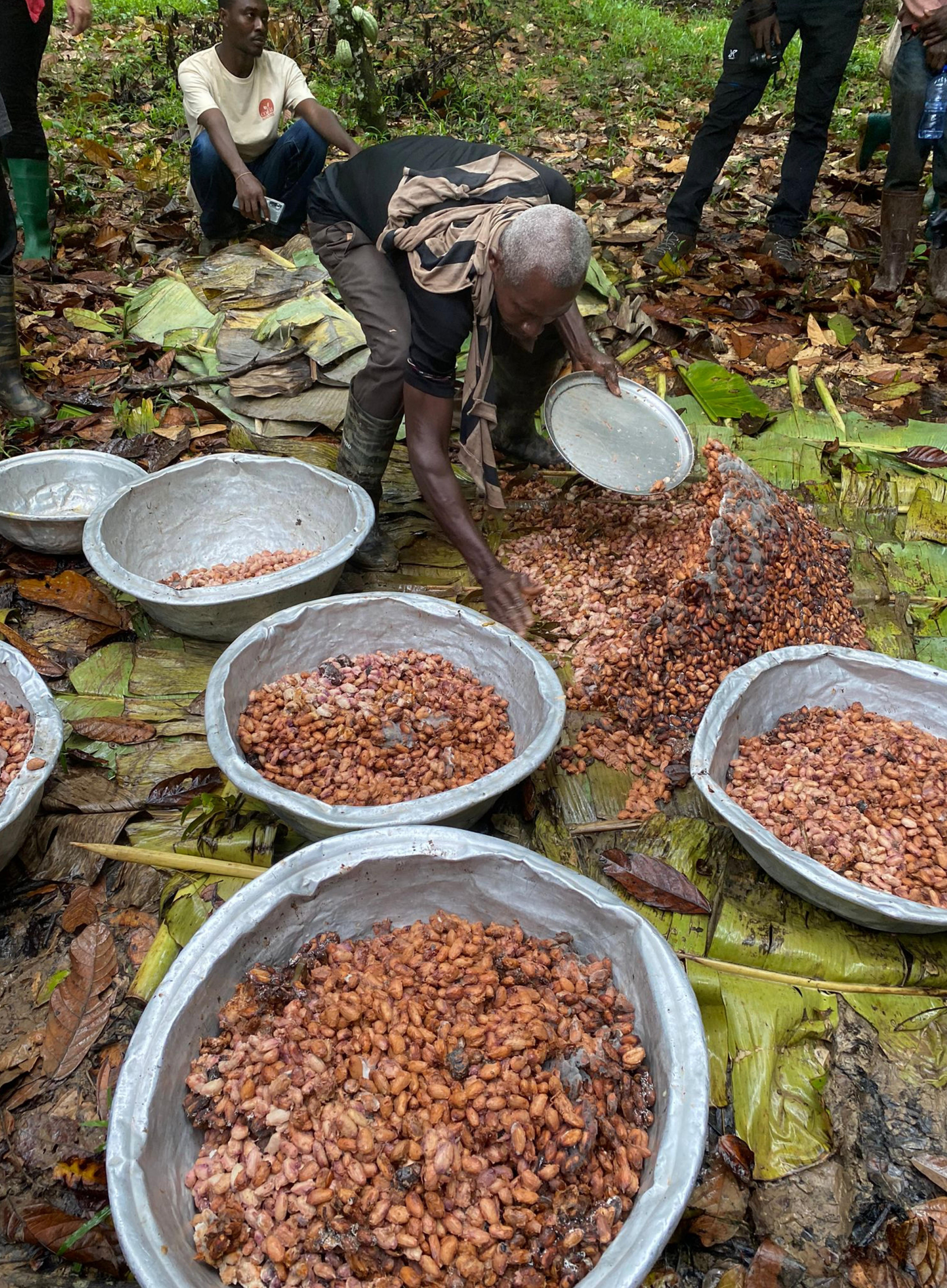 Cacao-brown-in-bowls-outside-2
