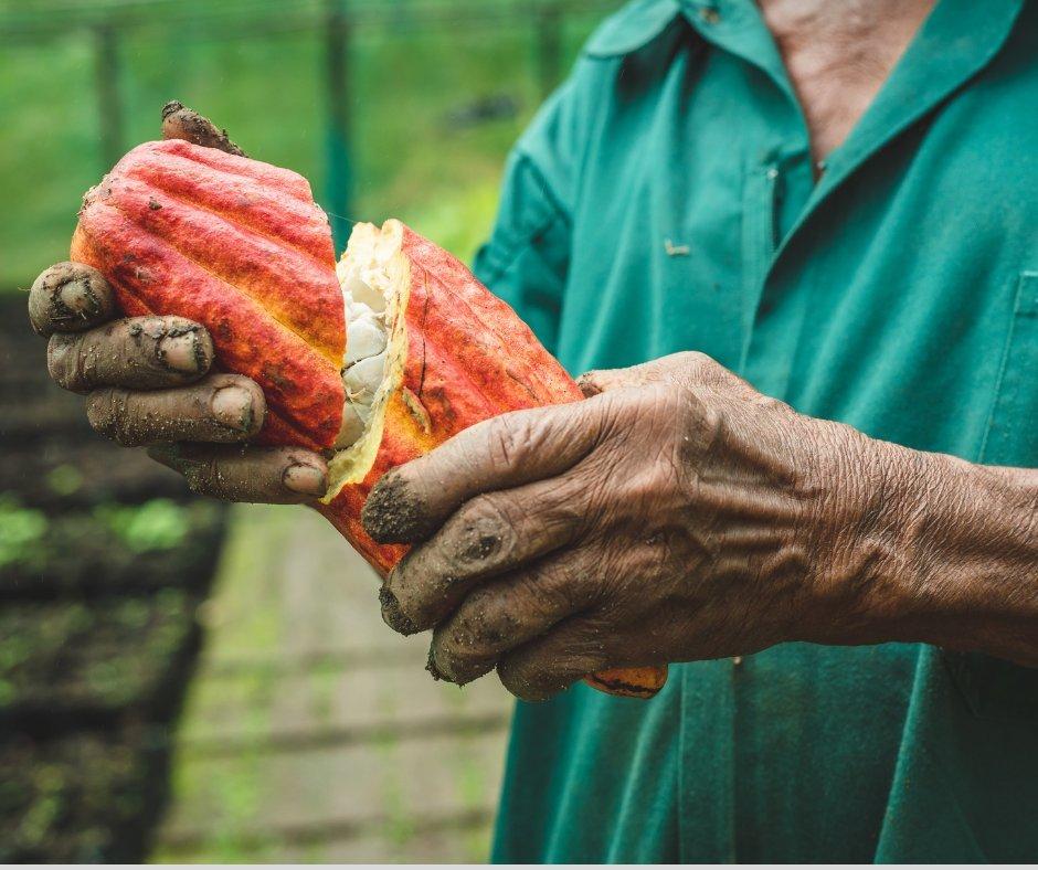 Cacao-farmer-with-fresh-cacao-pod