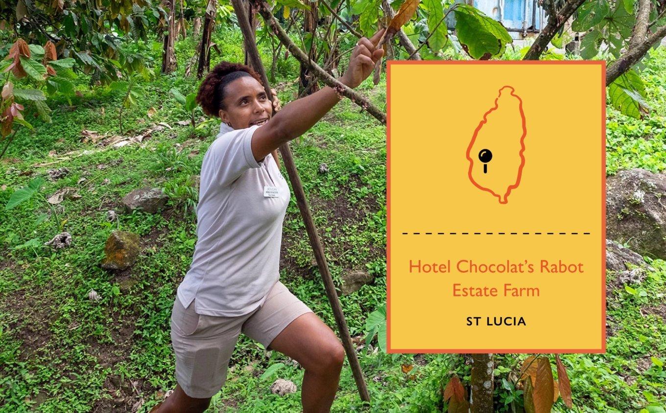 Cacao-farmer