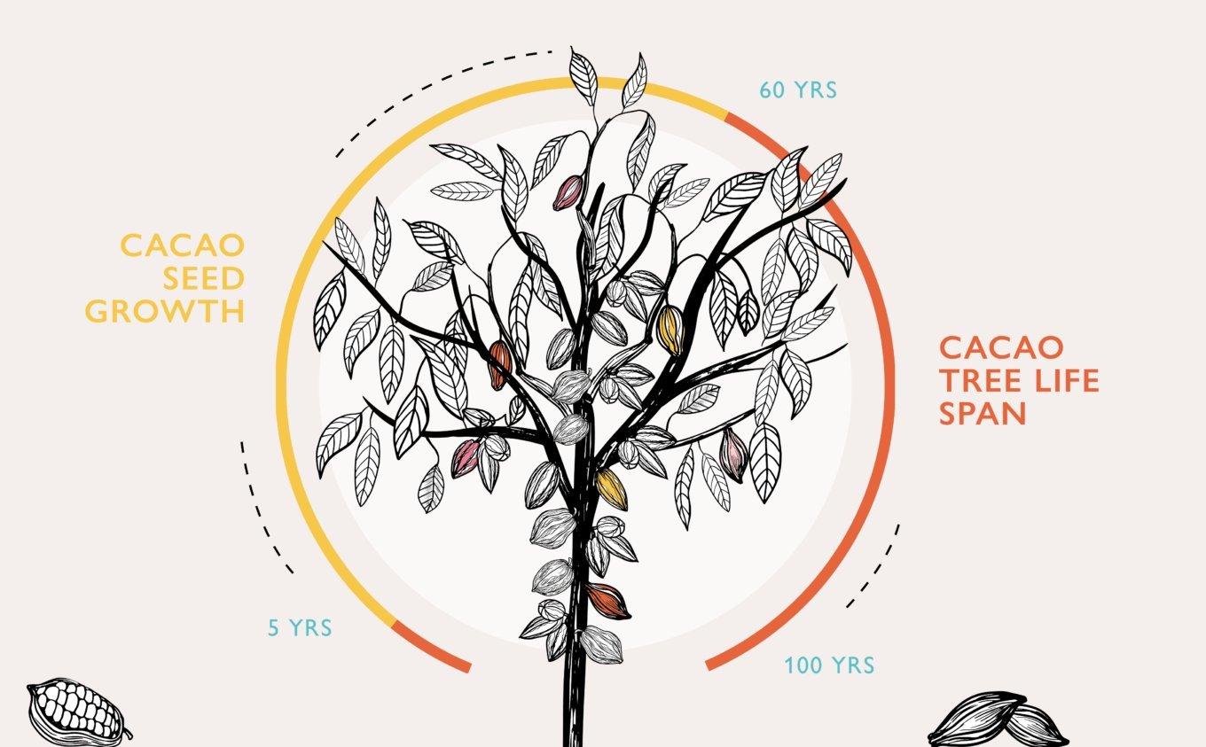 Cacao-tree-graphic