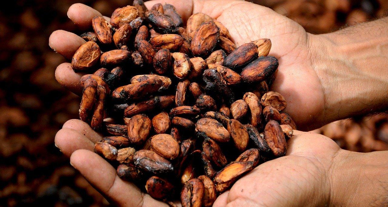 Hands-holding-cacao-beans