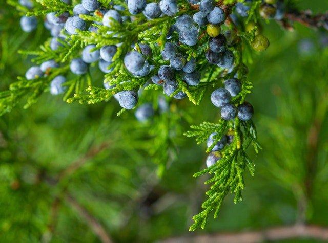 Juniper-berries