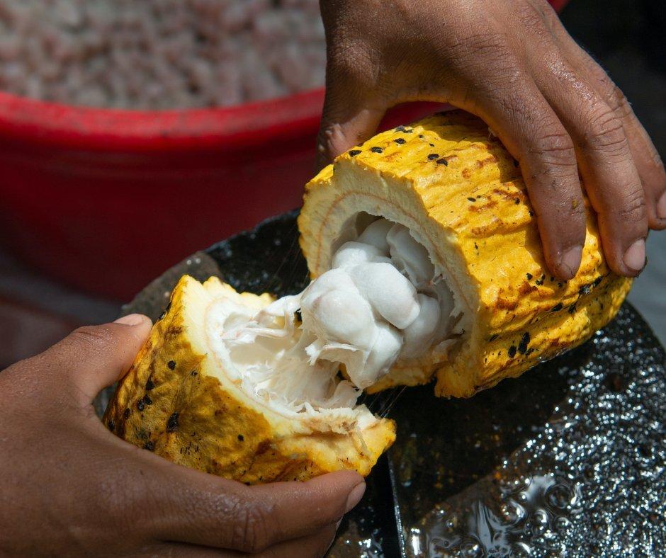 Open-cacao-pod