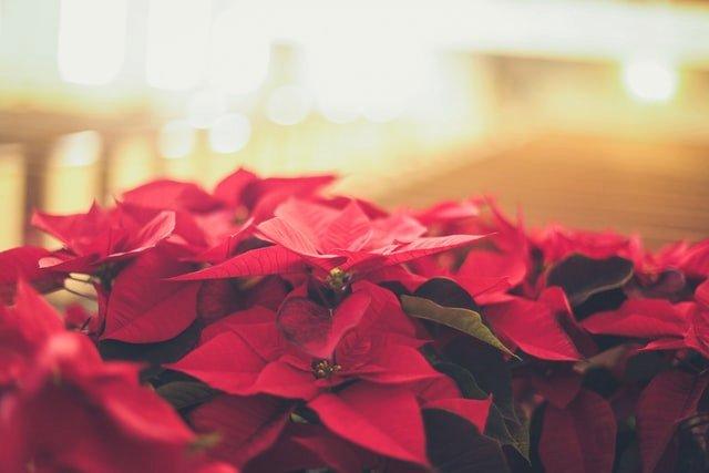 Poinsettias-with-golden-light