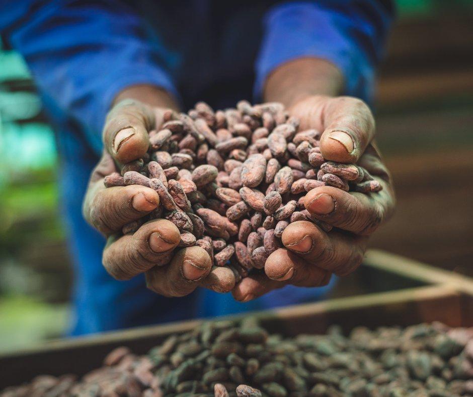 Roasted-cacao-beans