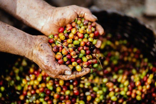 Unroasted-coffee-berries