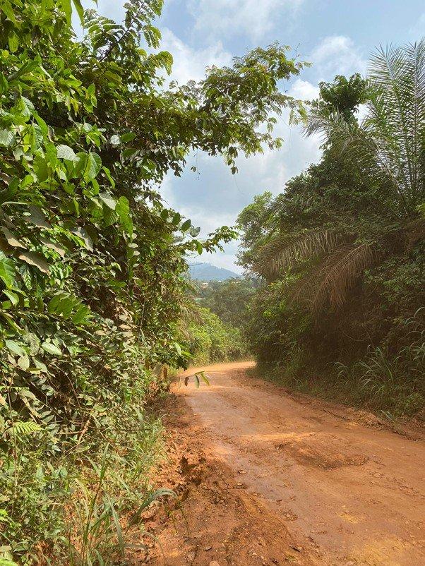 cacao-farm