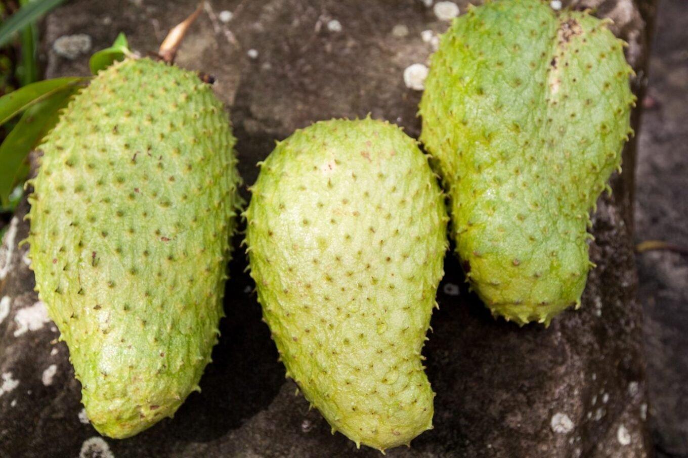 cacao-pod-trio