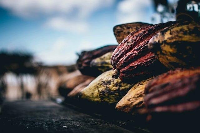 cacao-pods-close-up