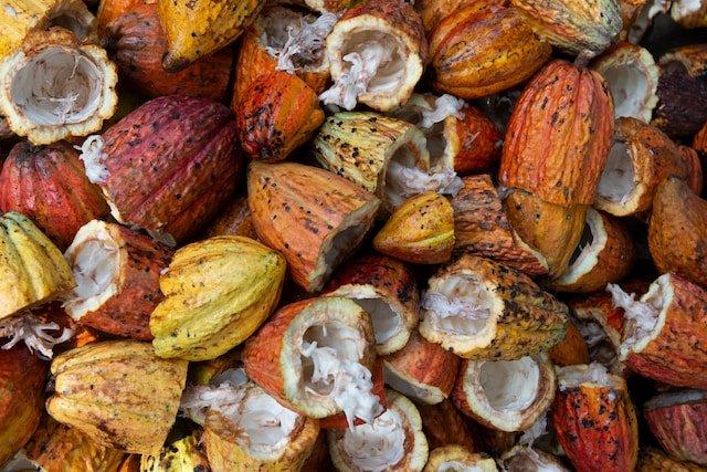 cacao-pods