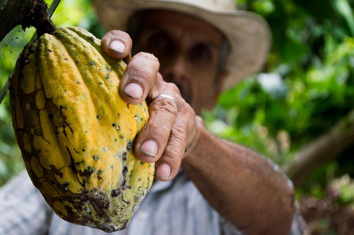 cocoa-man-colombia-peasant-50707