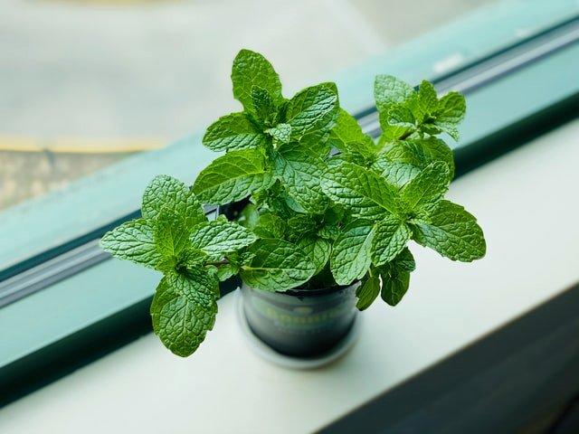 fresh-mint-vase
