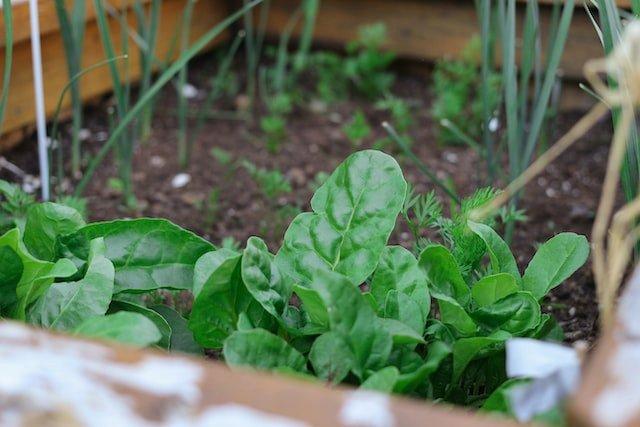 garden-vegetable-patch