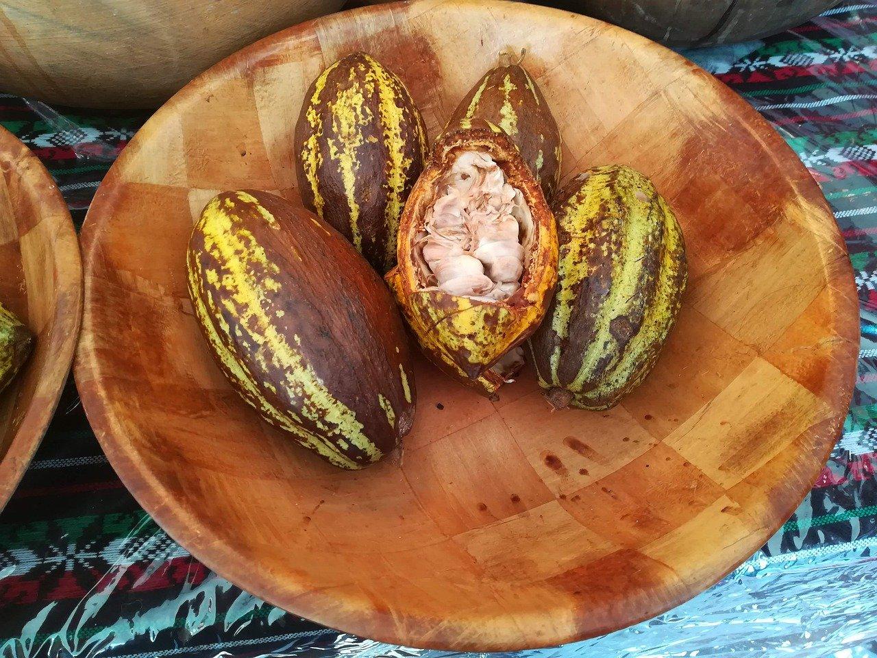 open-cacao-fruit-pod-seeds