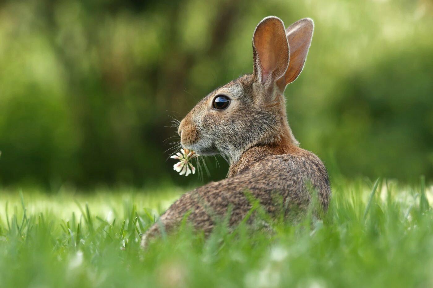 rabbit-in-grass-eating-a-flower