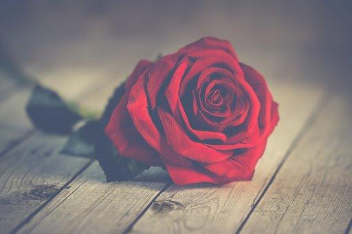 rose