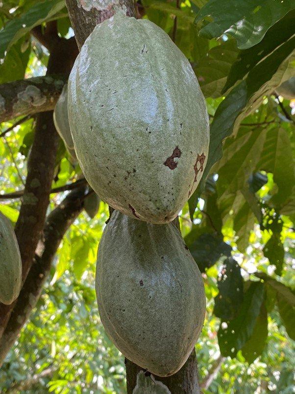 two-cacao-pods