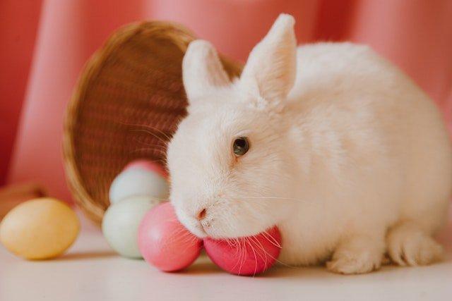 white-easter-bunny-and-eggs